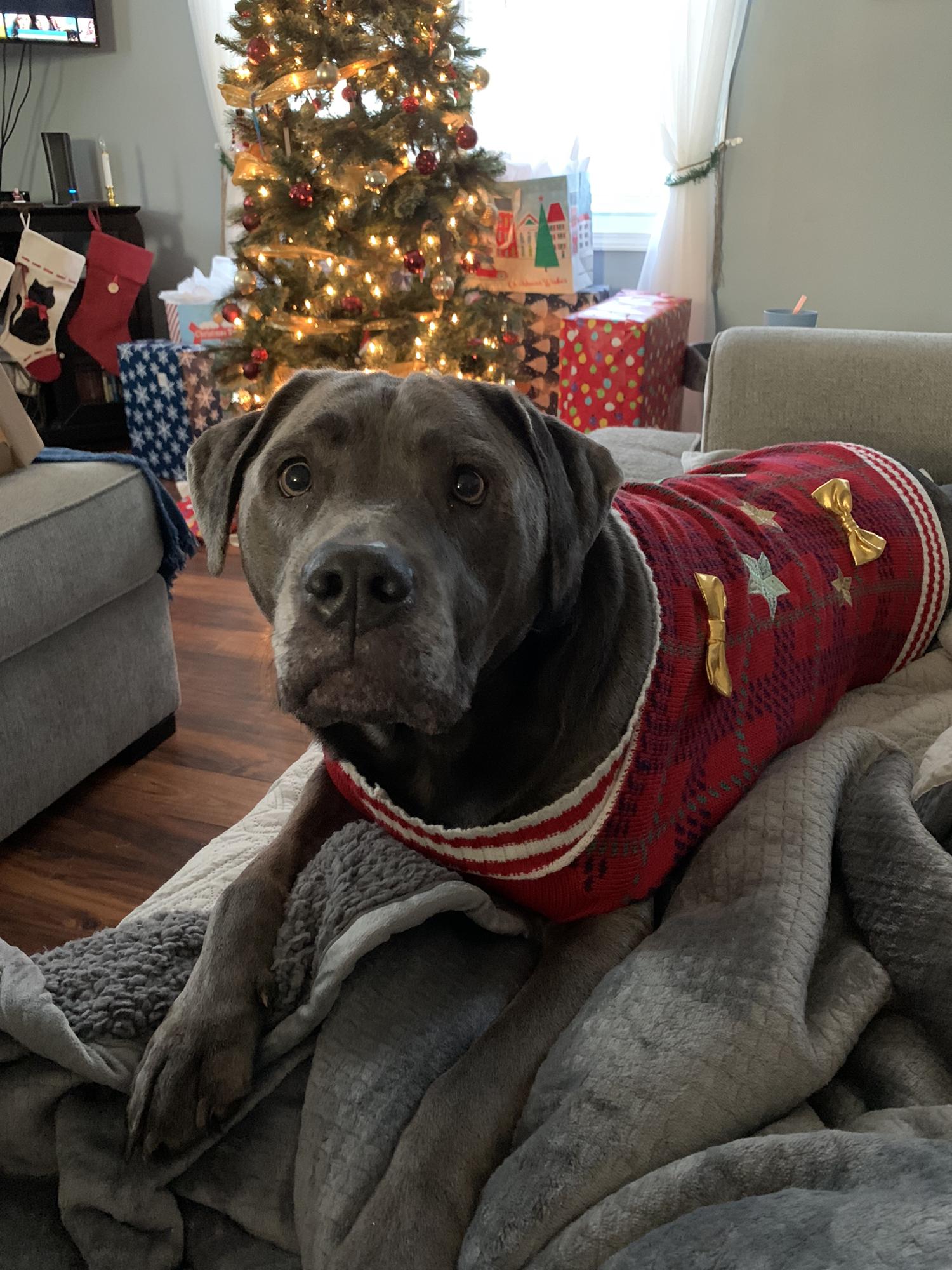 Charlee in her Christmas Sweater 🎄