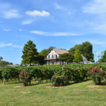 Beachaven Vineyards & Winery