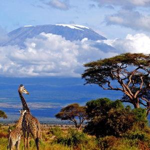 Tanzania Honeymoon Fund (Credit Card Version)
