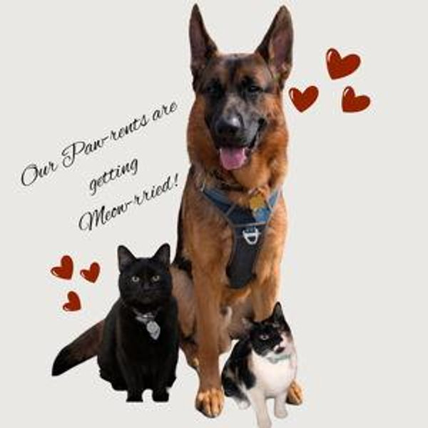 Pet Treats & Toys for Preacher, Bishop, and Leia!