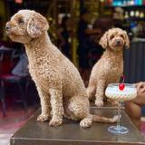 The Poodle Bar - D'Mall Boracay Island