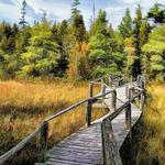 The Ridges Sanctuary Nature Center