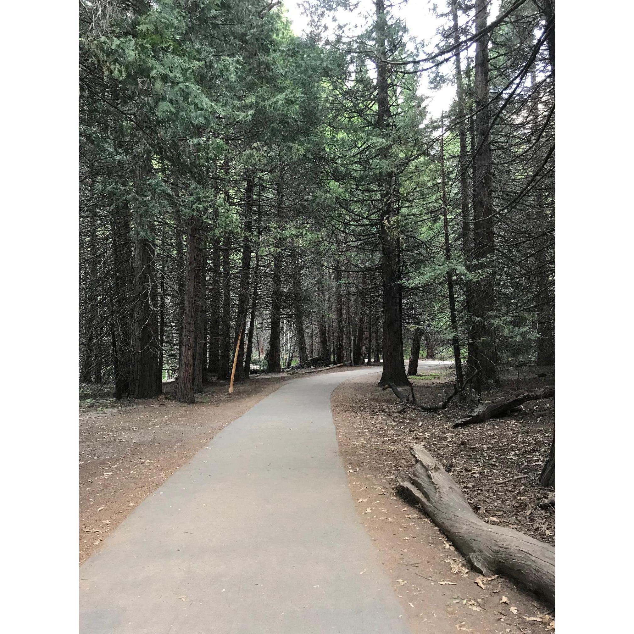 The trail we walked to get to Yosemite Falls