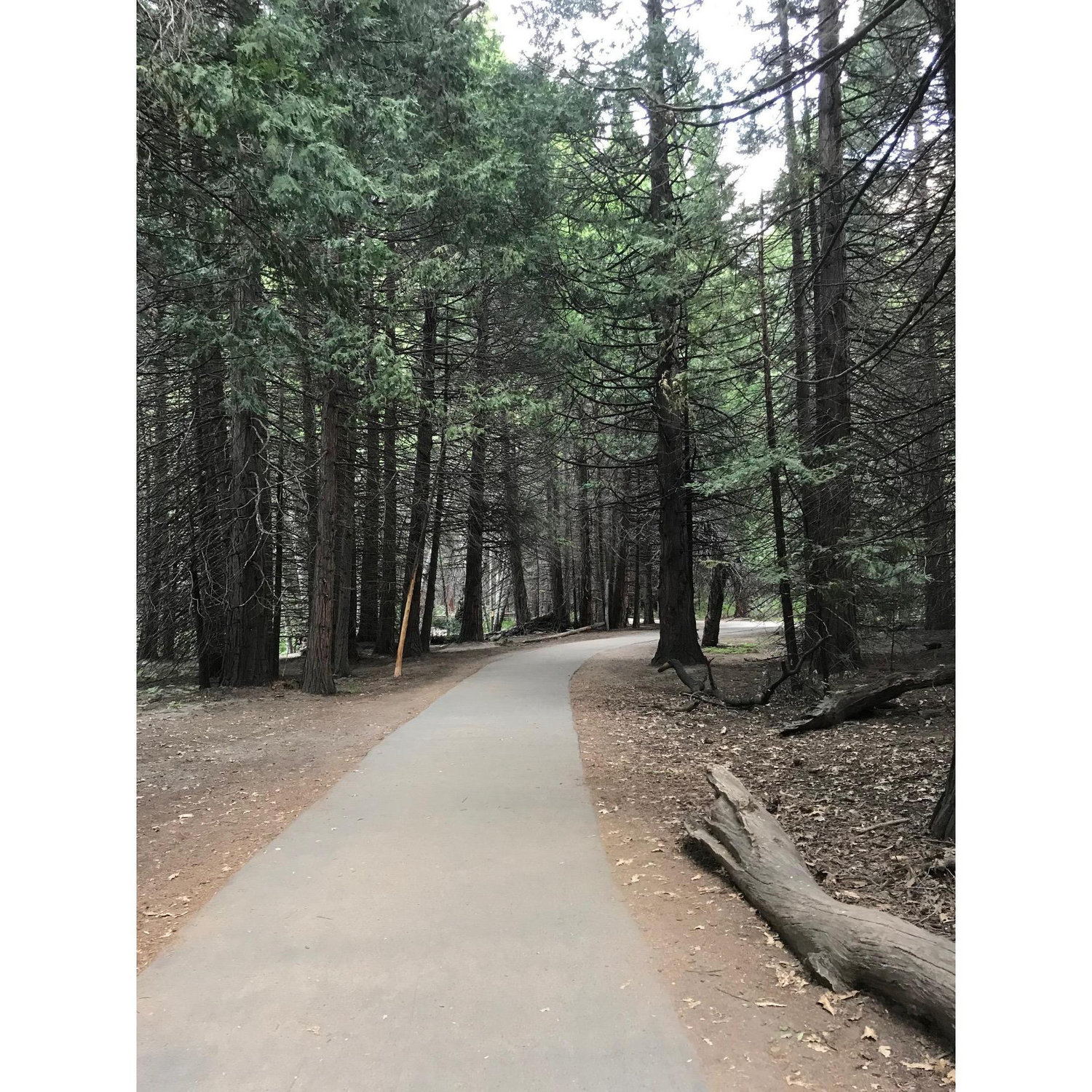 The trail we walked to get to Yosemite Falls