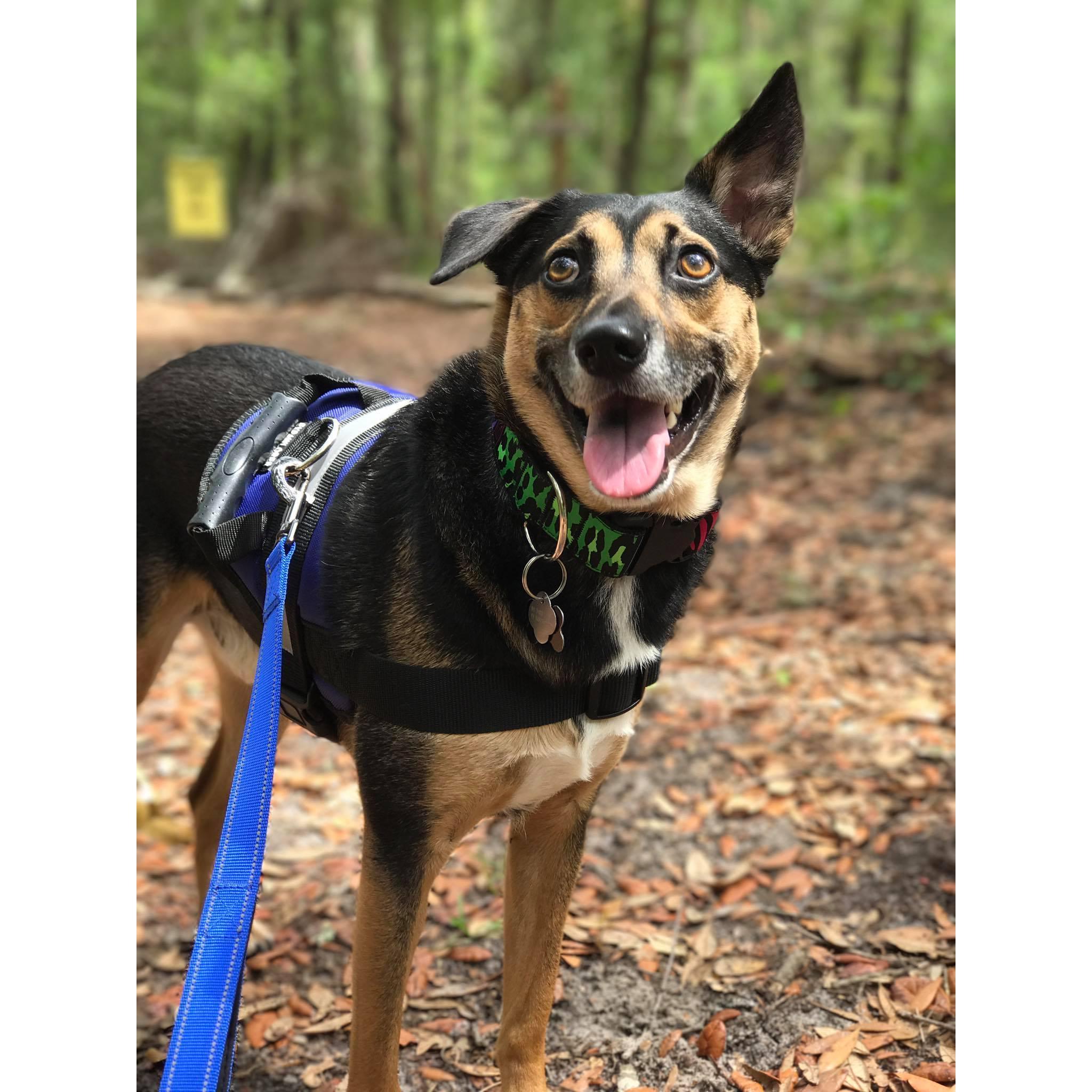 Dexter on an adventure through the Jacksonville Arboretum and Gardens.