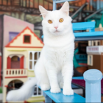 Cat Town