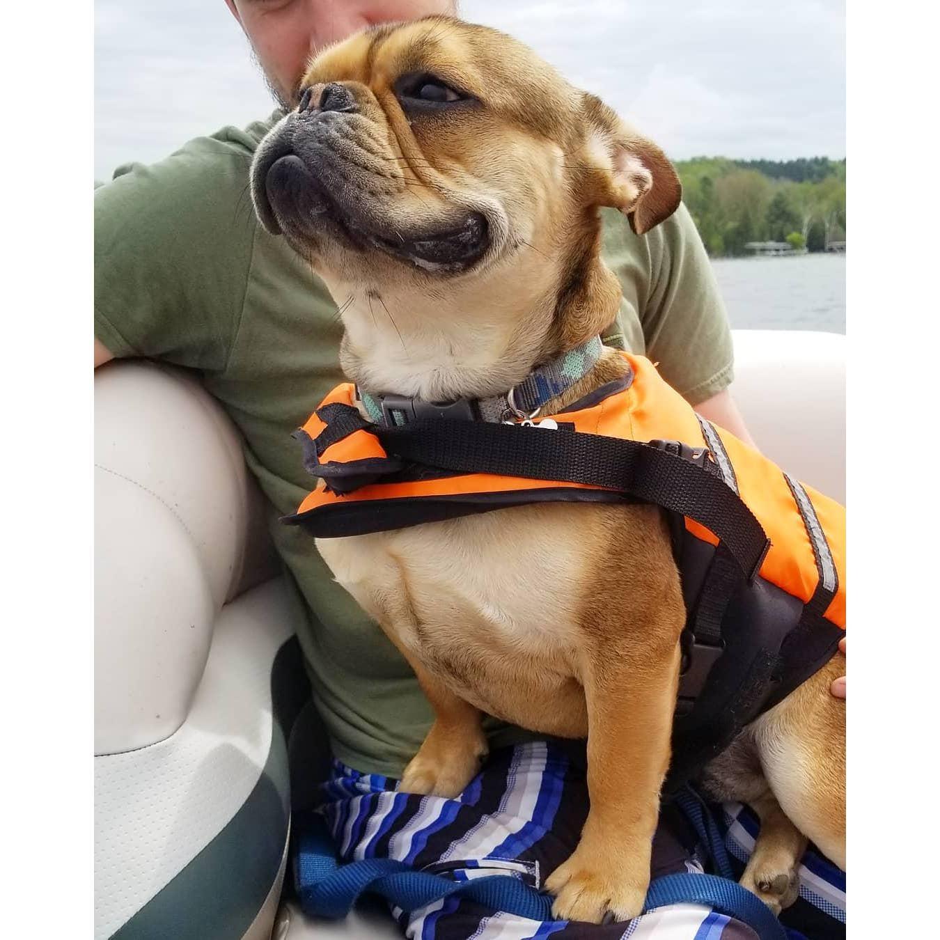 Our Frenchie, Gimli