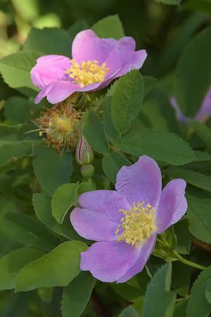 Meadow Rose - 1 Gal