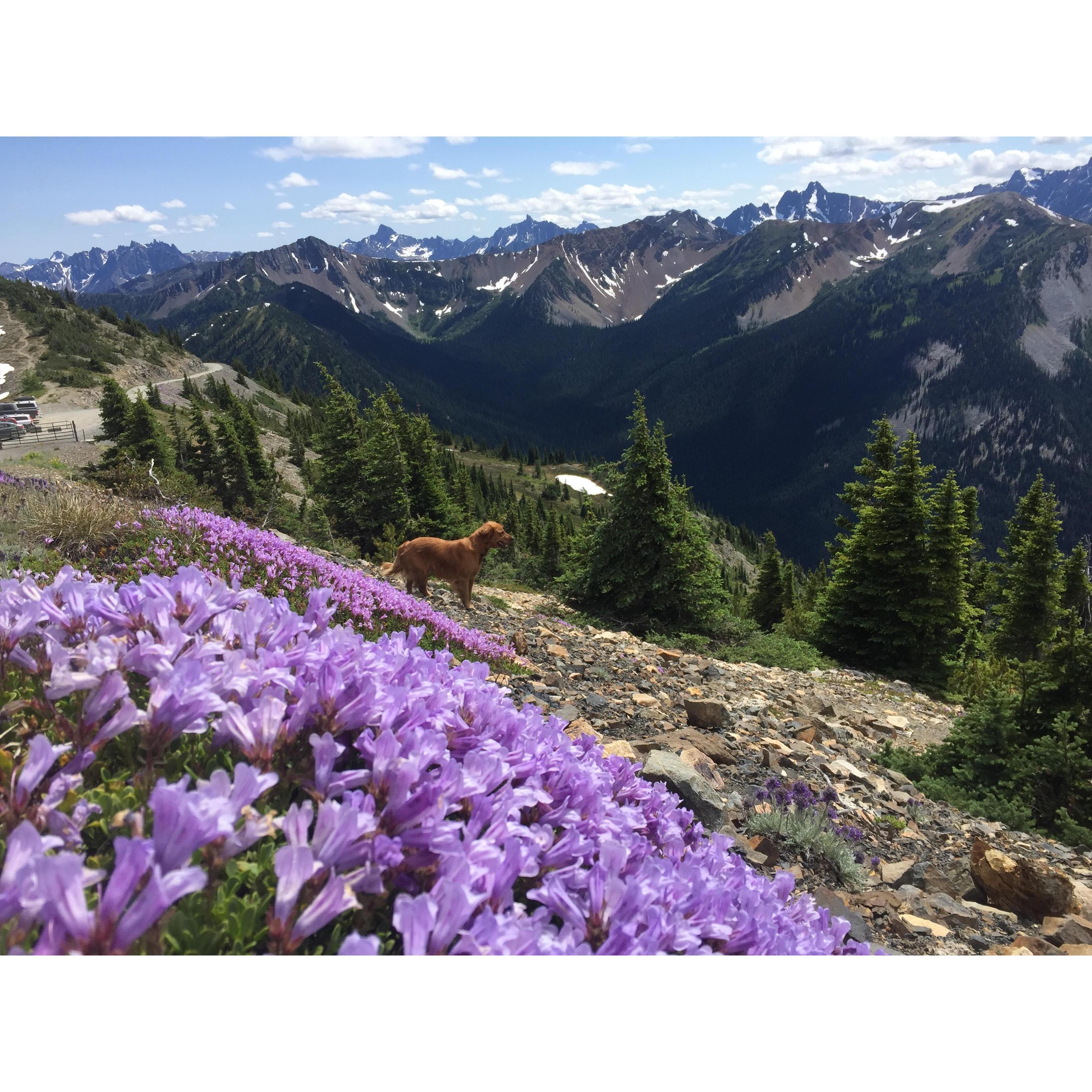 Hart's Pass, WA
2017