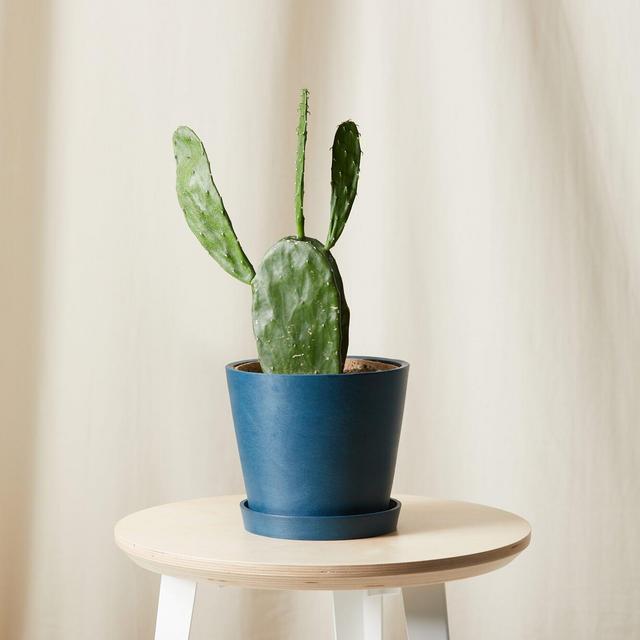 Buy Potted Prickly Pear Cactus Indoor Plant | Bloomscape