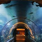 Shark Reef Aquarium at Mandalay Bay