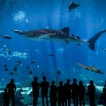 Georgia Aquarium