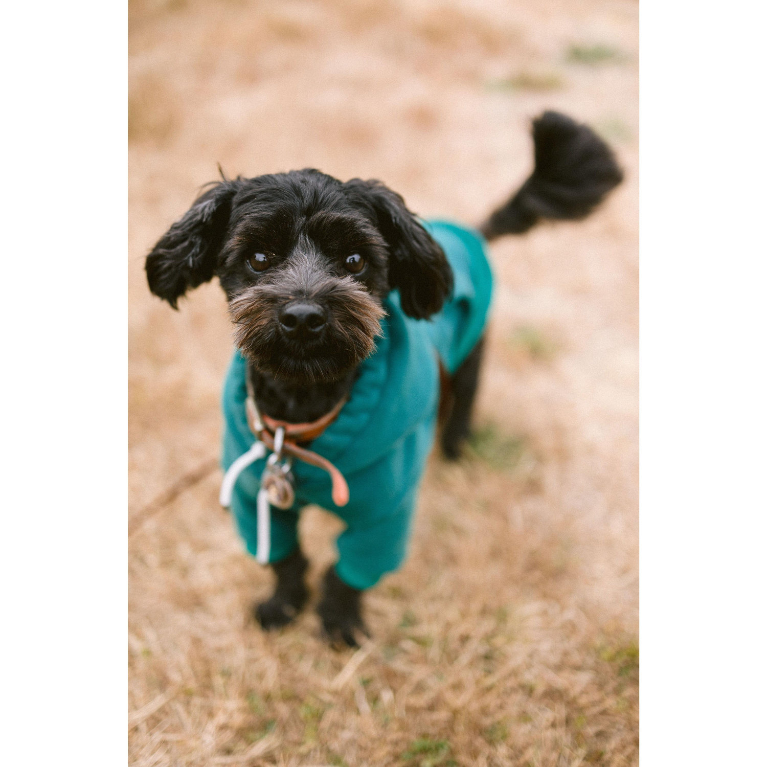 The Goodest Boi