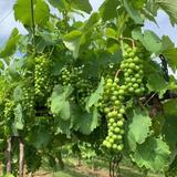 Carriage House Vineyards