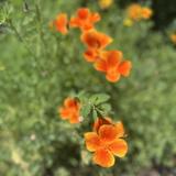 Mendocino Coast Botanical Gardens