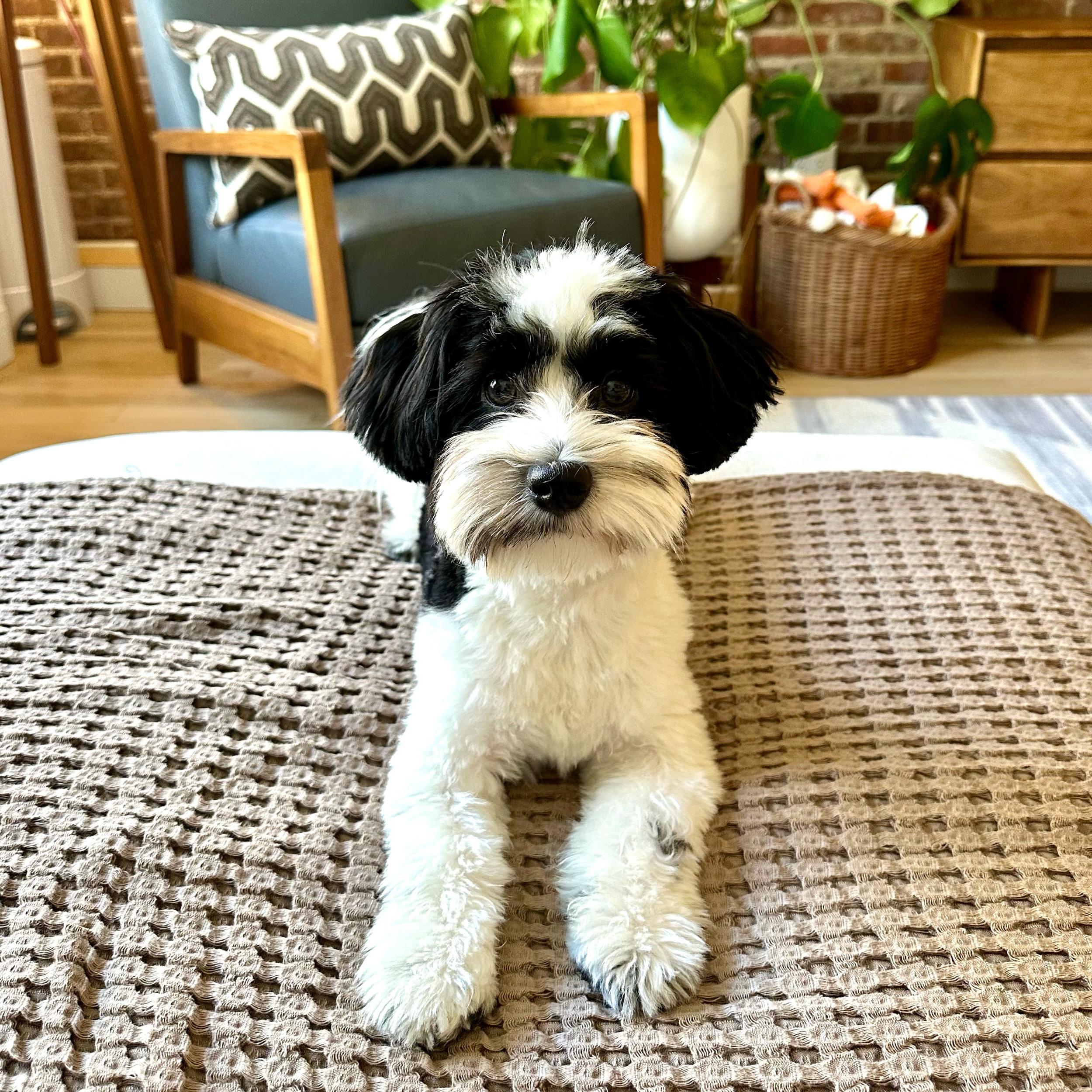 Help Us Spoil Theo