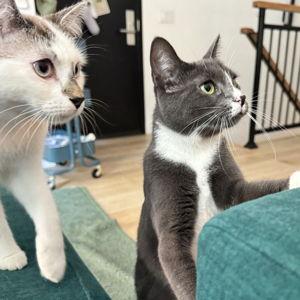 Support Brooklyn Animal Action