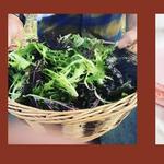 Beacon Farmers Market