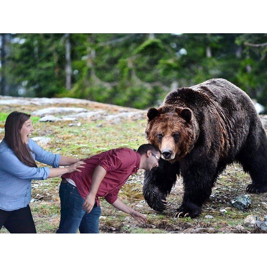 Bear sighting in Whistler! - July 2019