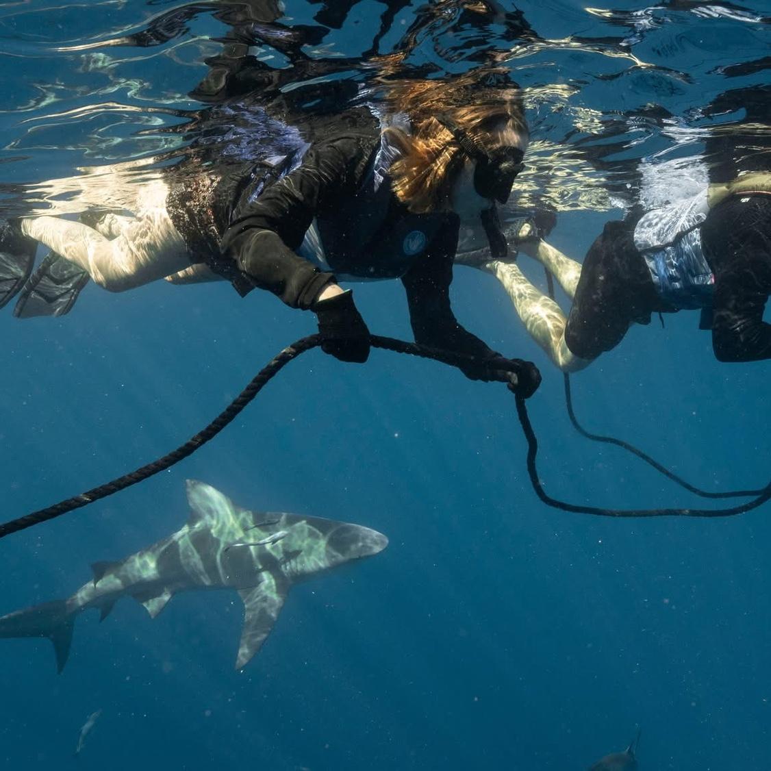 Shark diving 2024