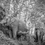 Elephant Jungle Sanctuary Phuket