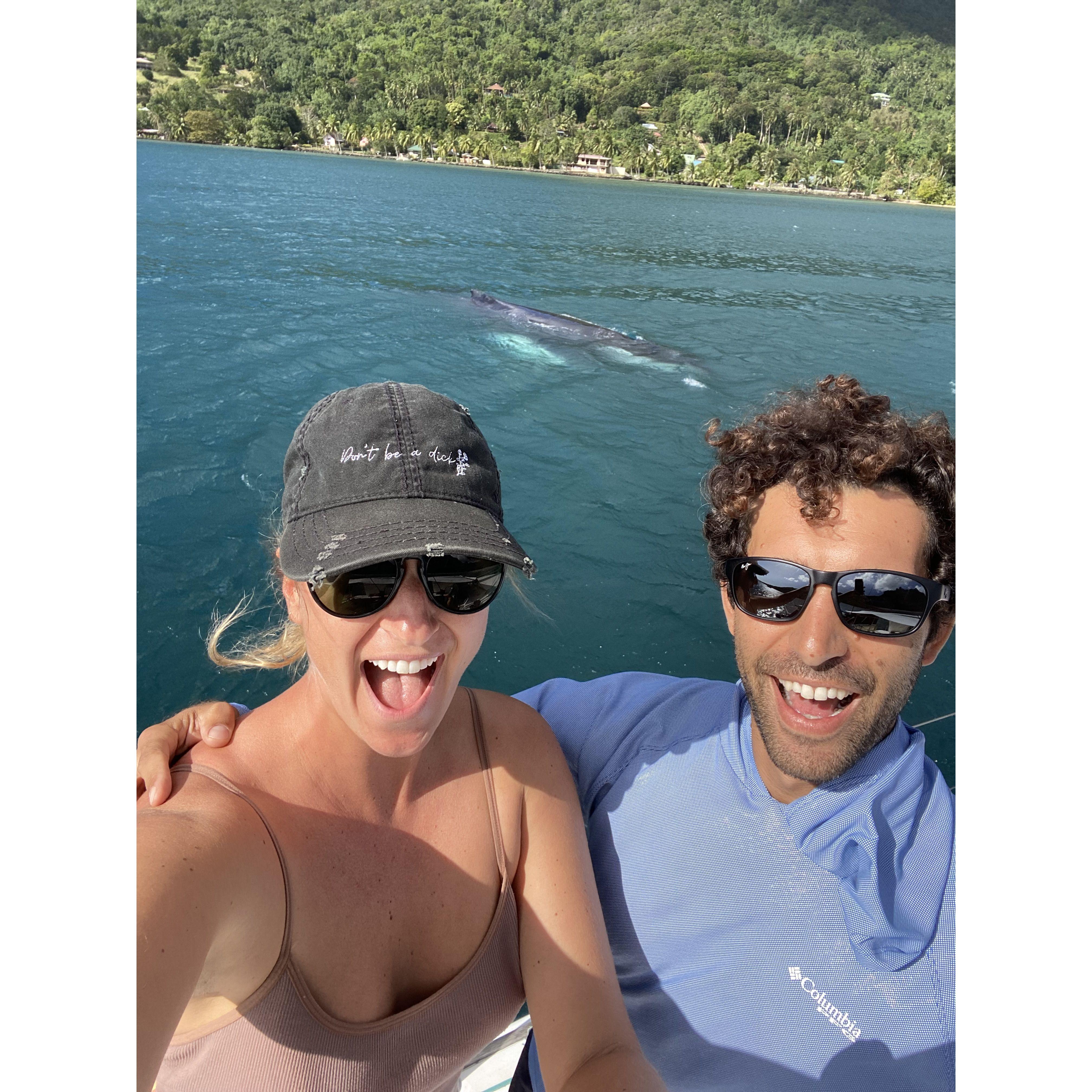 Humpback Whale friends at anchor in Moorea!