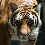 Mike the Tiger's Habitat