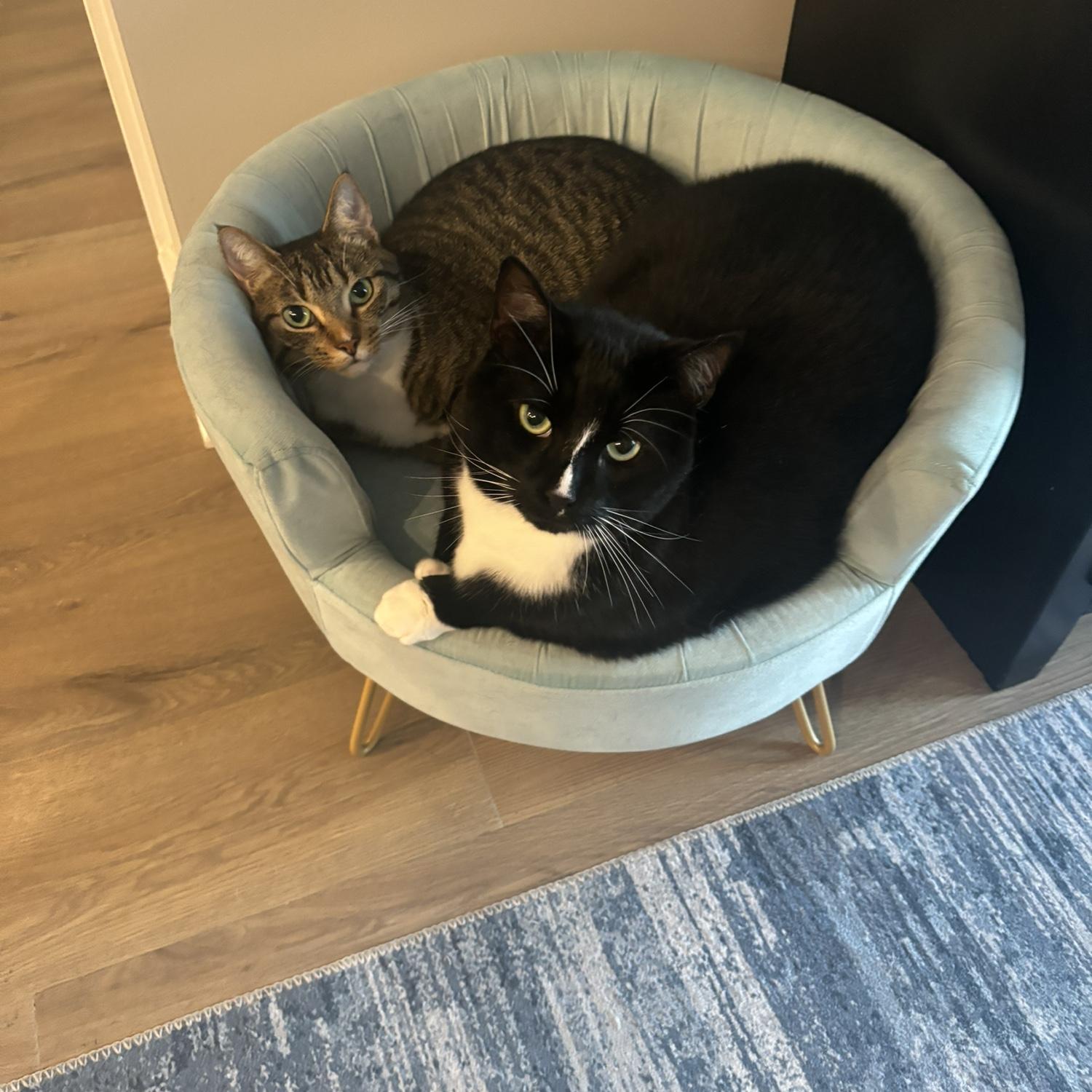 Kitties loving their new bed