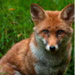 Le Refuge de l'Arche (Wildlife Sanctuary)