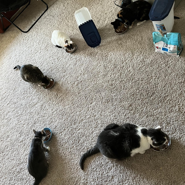Petsmart gift card