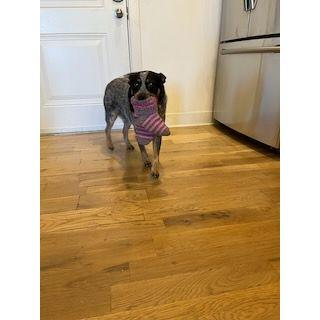 Zorro grabbed Leila's fluffy socks to help pack us on our 2022 roadtrip.