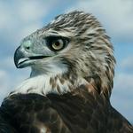 The Raptor Trust