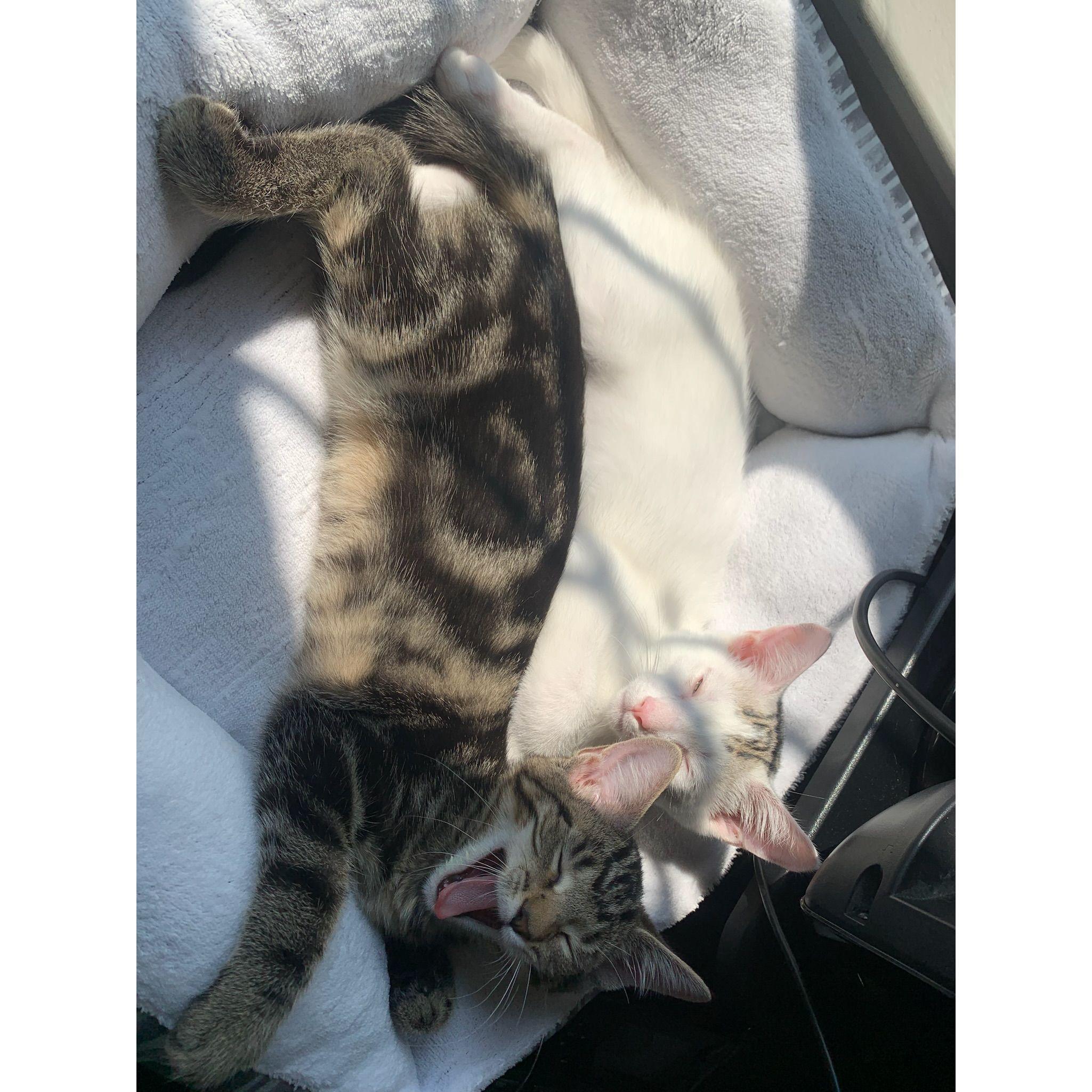 Miso (white) and Mocha (brown)