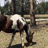 Horse Riding / Equestrian Trails