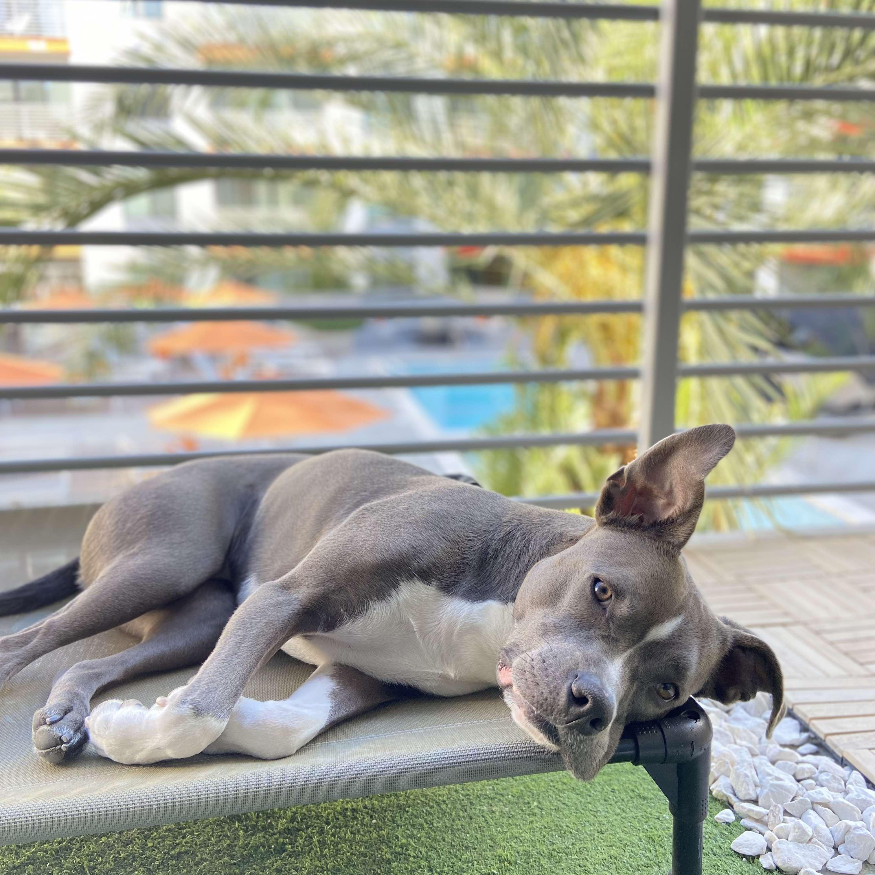 We had to include Koa in our gallery of course - she is part of the family. 