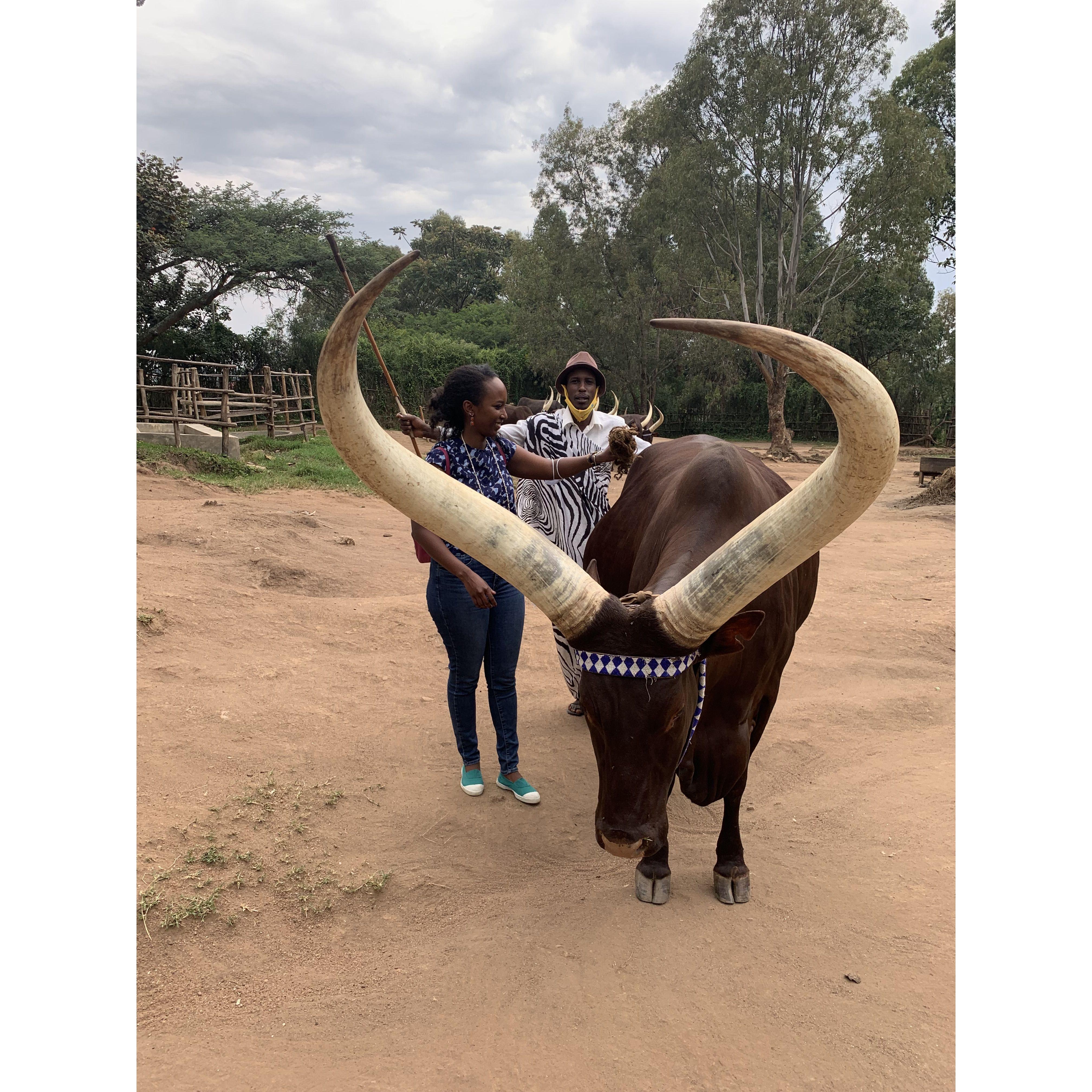 Inyambo (the Royal Cow) at the King Palace's Museum in Nyanza, Rwanda (Jan 2022)