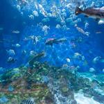 North Carolina Aquarium at Pine Knoll Shores