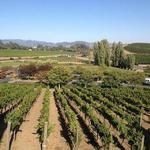 My Napa Valley Driver
