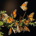 Monarch Butterfly Grove