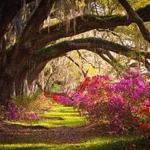 Magnolia Plantation and Gardens