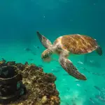 Snorkeling Reef at Park East