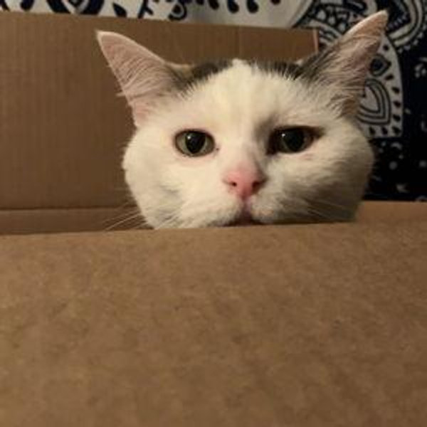 Pet Fund