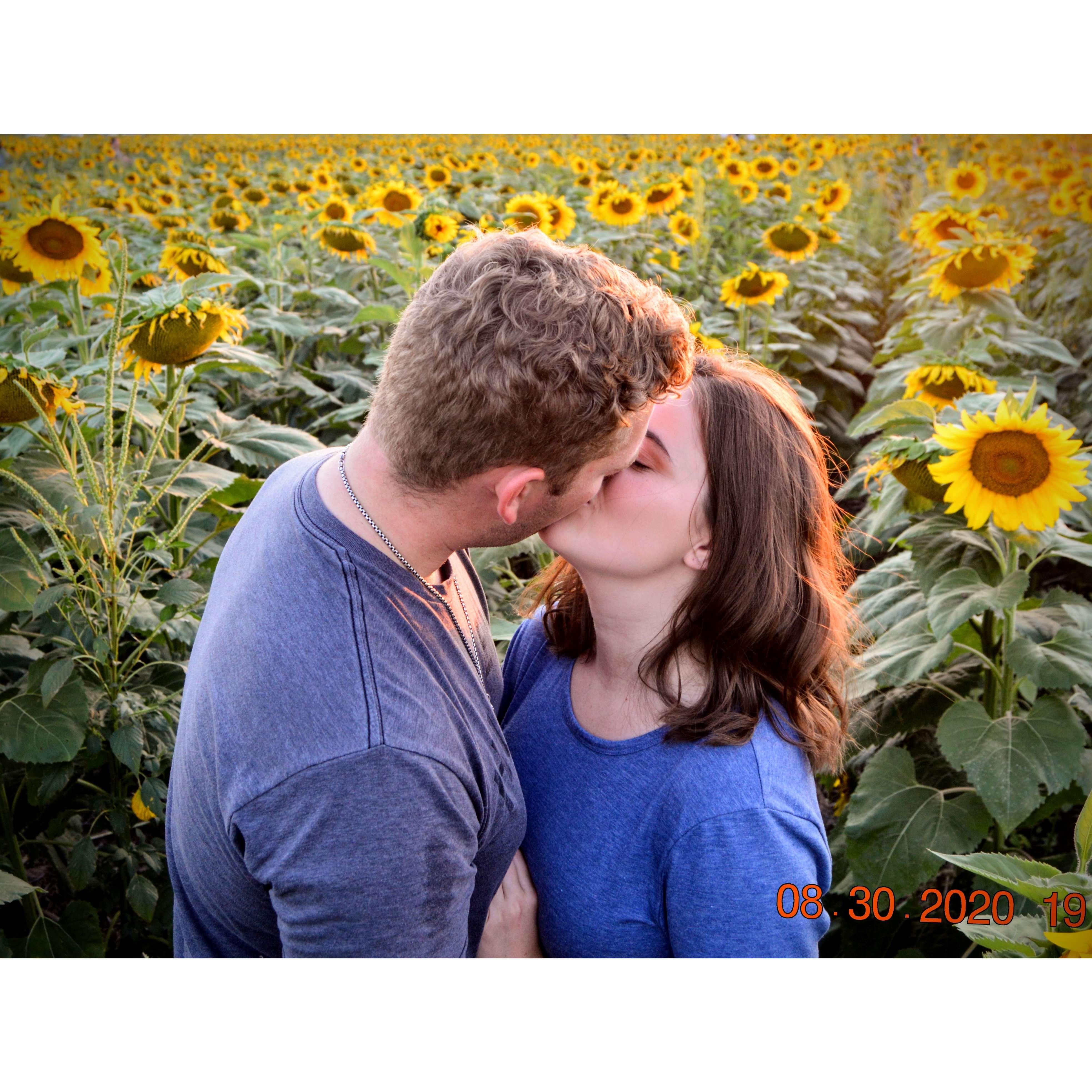 Sunflower Field in Kansas August 2020