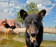 Bear Country USA