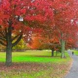 Joe Palaia Park