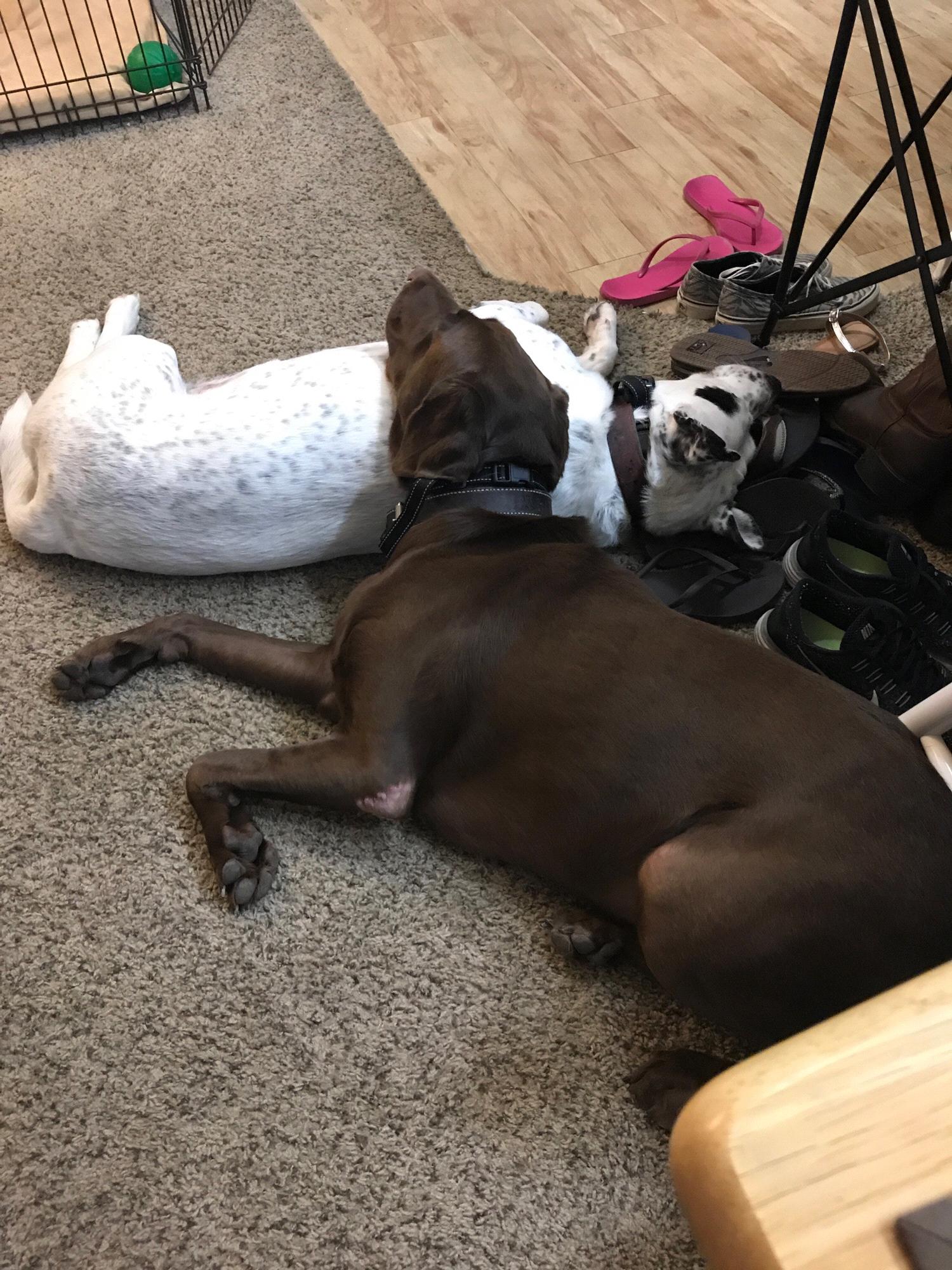 Our Fur babies. Whiskey and Bailey