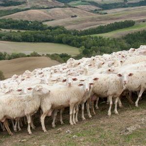 Visit to Caseificio Piu, a Pecorino Farm in Pienza, Tuscany