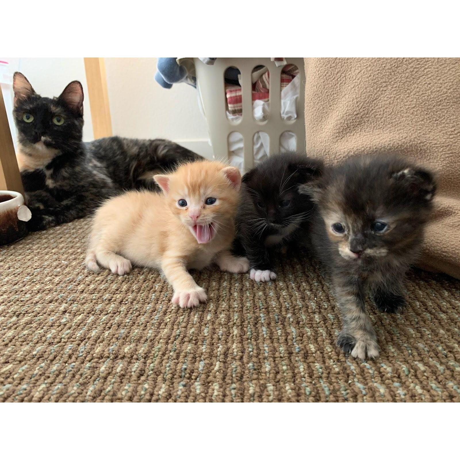 This is Evangeline and her three kittens (L-R: Peach Fuzz, Stanley, and Astrid). The kittens were adopted out and Evangeline lives with us!