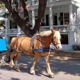 Southurn Rose Carriage Tours