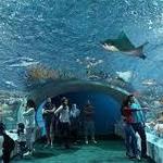 Shedd Aquarium